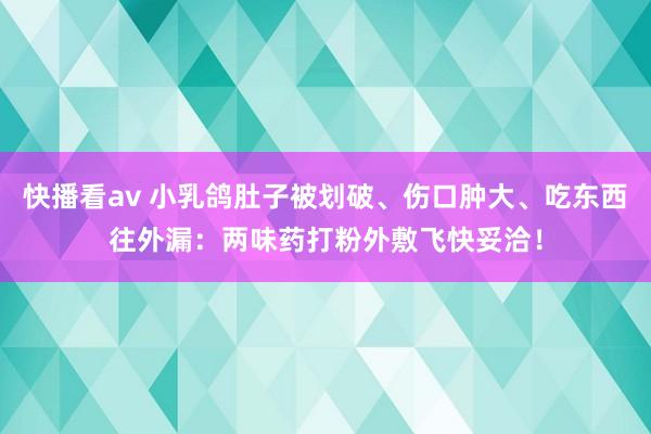 快播看av 小乳鸽肚子被划破、伤口肿大、吃东西往外漏：两味药打粉外敷飞快妥洽！